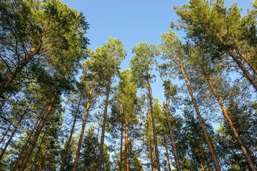 Fotobehang trees in the forest © niklas storm