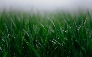 Obraz na płótnie Canvas green grass with dew drops rainy moody wallpaper