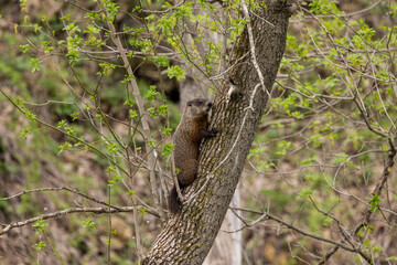 Obraz premium Woodchuck In Tree In The Woods During Spring
