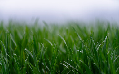 Fototapeta na wymiar green grass background rainy moody wallpaper