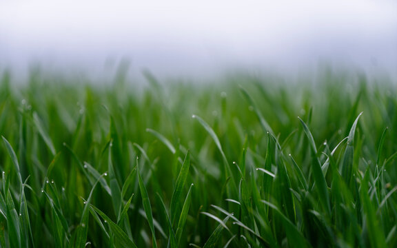 green grass background rainy moody wallpaper