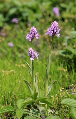 Pink flowers of Orchis papilionacea in a meadow in spring

