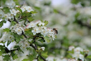 A bee on white hawthorn flowers in spring
