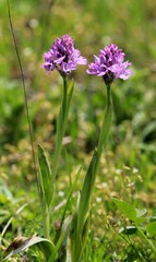 Pink flowers of Orchis papilionacea in a meadow in spring


