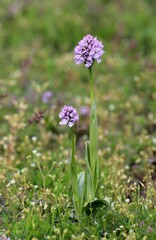 Pink flowers of Orchis papilionacea in a meadow in spring

