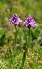 Pink flowers of Orchis papilionacea in a meadow in spring
