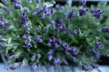 bunch of lavender
