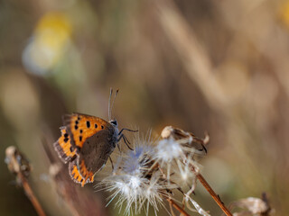 Butterfly in their natural environment.