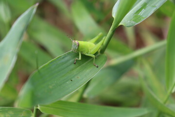 grasshopper on a leaf