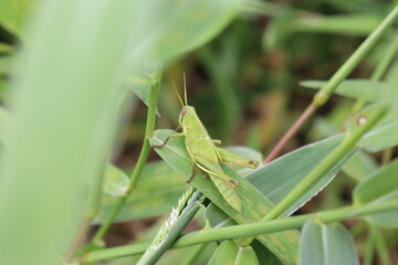 grasshopper on a leaf