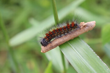 caterpillar on a leaf