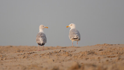 two seagull walking on the beach at sunset