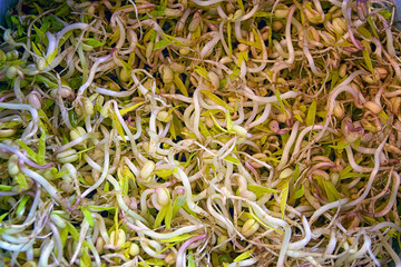 Food background texture mung bean sprout. Healthy mung bean sprouts, a common food ingredient of Asian dishes.