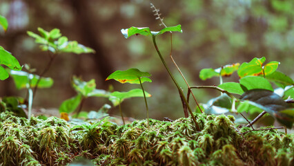 Rainforest - Vancouver Island