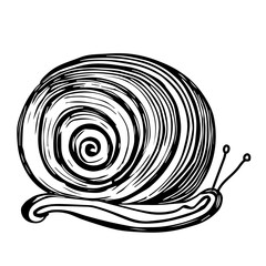 Fototapeta premium Hand-drawn black vector illustration of one snail on a white background