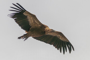 vulture in flight