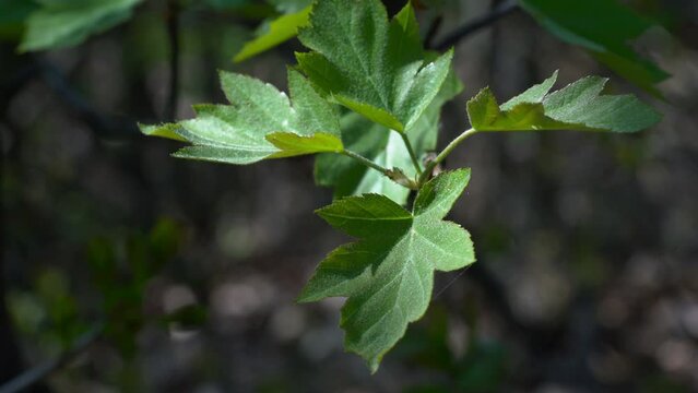 Wild Service Tree in wilderness, leaves (Sorbus torminalis) - (4K)