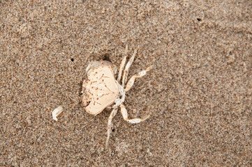 Crab carcass on the beach, California