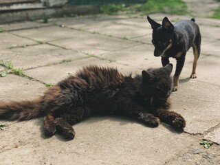 A black cat and a black dog are playing outside