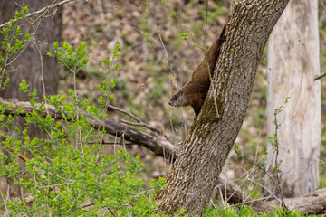 Woodchuck In Tree In The Woods During Spring
