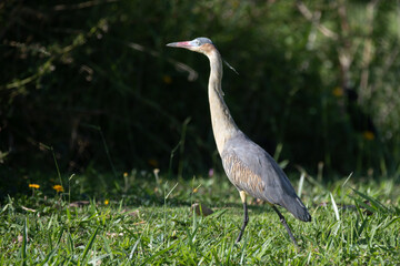 Great Blue Heron walking on grass field