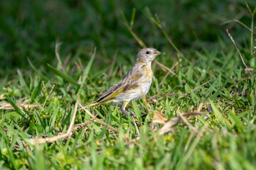 Yellow Canary Bird (Sicalis flaveola) isolated in selective focus on the ground
