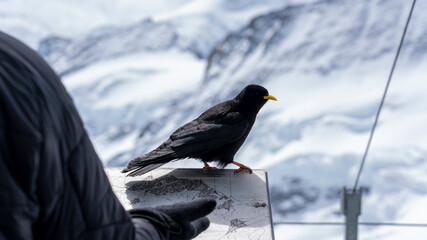 Close-up of a black bird on the Jungfrau, Switzerland