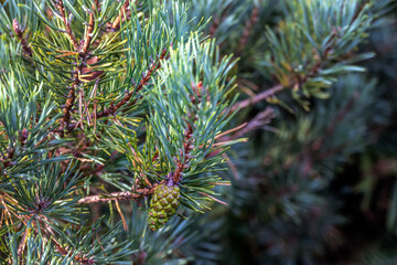 Pinus sylvestris or Scots pine cone growing on the tree in summer, close up
