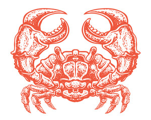 Red crab isolated on white background. Seafood, sea animal vector illustration