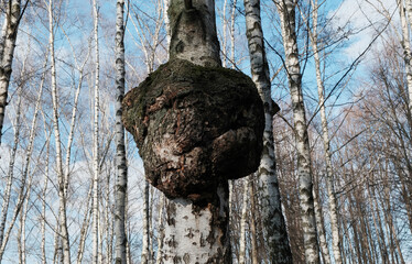 Inonotus obliquus or Chaga mushroom on trunk birch tree. Fungus, black mass and birch canker polypore. Chaga used in alternative medicine. - obrazy, fototapety, plakaty