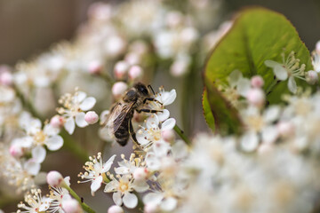 bee on a flower