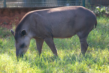 Brazilian Tapir (Tapirus terrestris) grazing alone in selective focus