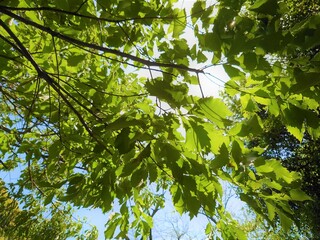 green leaves against blue sky
