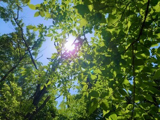 green leaves against blue sky