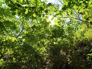 Fototapeta na wymiar green leaves against blue sky