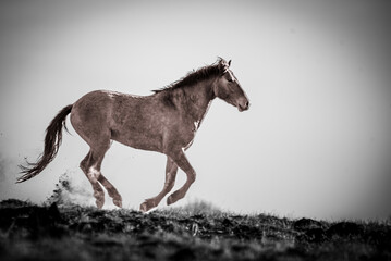 Obraz na płótnie Canvas Wild Kiger Mustang