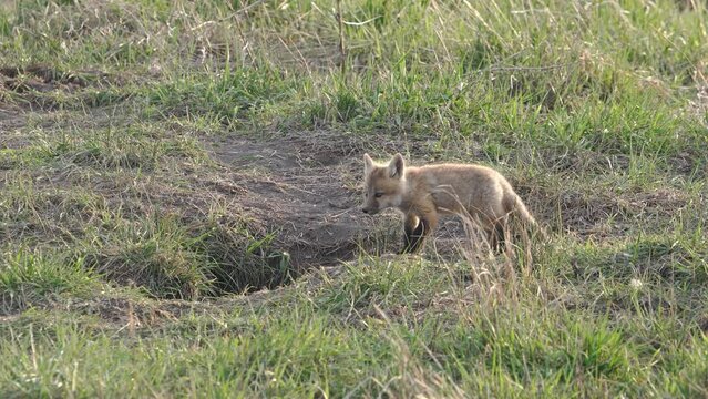 Red Fox pup walking through grassy field making its way to the den in a field in Utah.