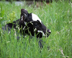 A Black Baldy Calf Hid in Tall Grass in a Pasture in South Central Oklahoma