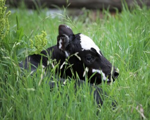 A Black Baldy Calf Hid in Tall Grass in a Pasture in South Central Oklahoma