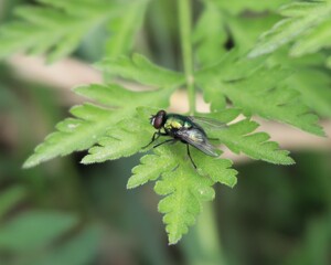A Fly on a Plant in a Pasture