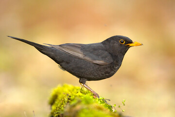 Kos (Turdus merula)