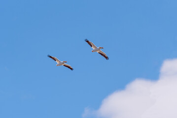 American White Pelicans Flying In A Blue Sky