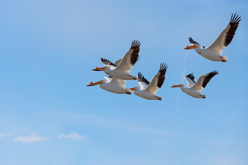 Obraz premium American White Pelicans Flying In A Blue Sky