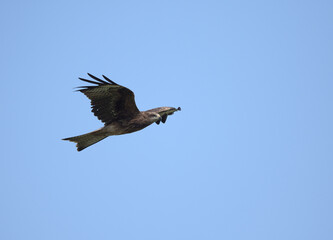 Obraz premium Black Kite flying in blue sky