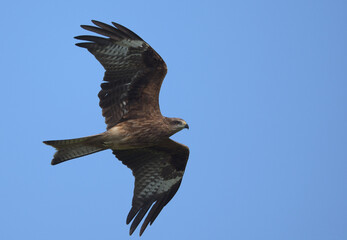 Black Kite flying in blue sky