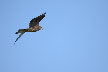 Black Kite flying in blue sky