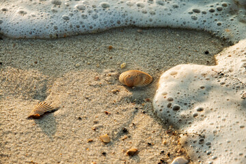 Fototapeta na wymiar Shells at the Beach