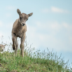 Naklejka na ściany i meble Big Horn Lamb Looks Down Grassy Cliff