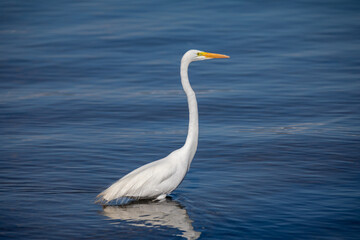 Fototapeta na wymiar Great white egret (Ardea alba) isolated in selective focus