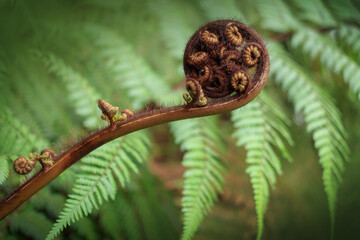 Fern frond closeup on green leaf background